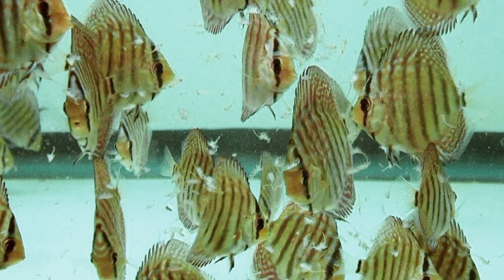 discos comiendo alimento vivo
