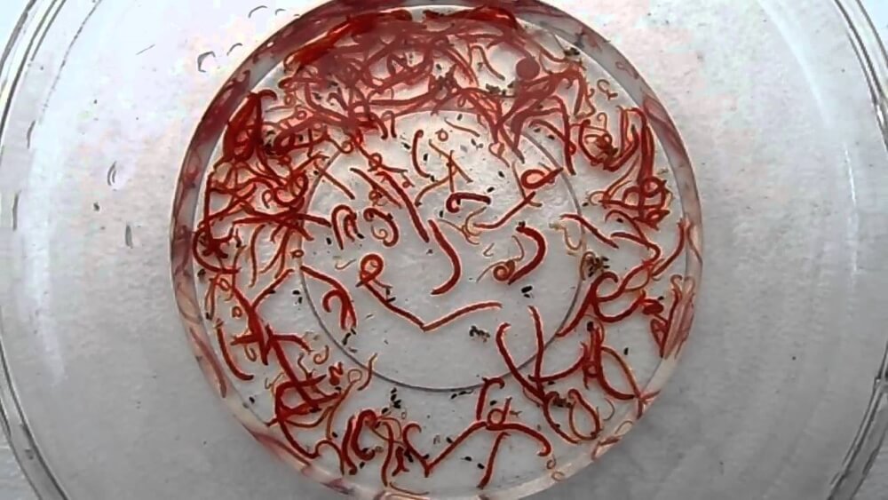 larva roja de mosquito