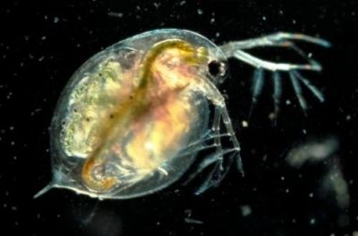 daphnia para alimentación de discos