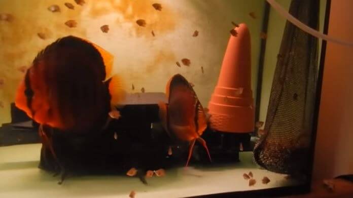 captura del acuario de Stefan Weber