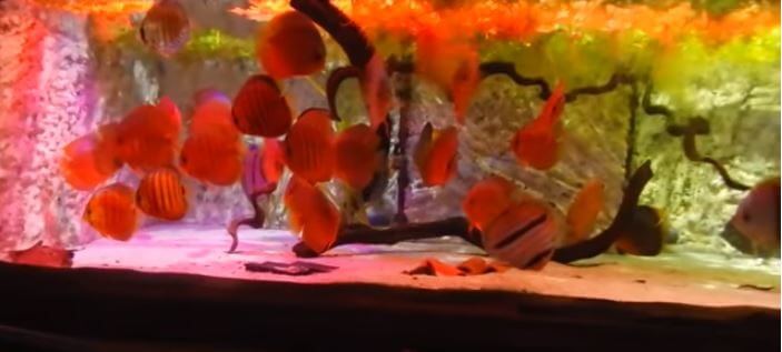 Acuario de cría de discos de Stefan Weber