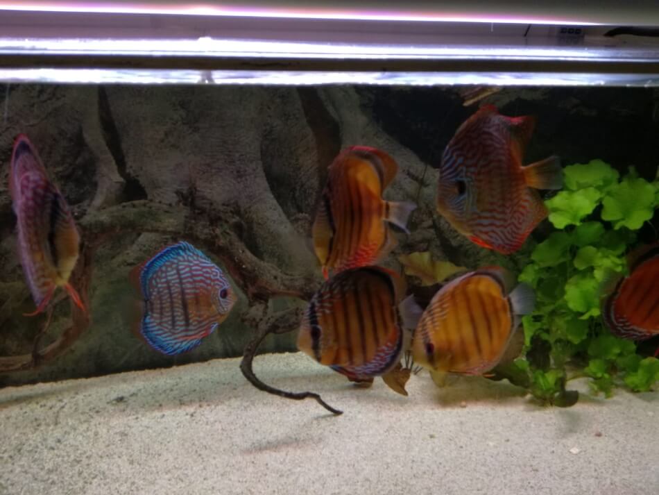 filtro de esponja en acuario comunitario