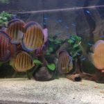 acuario con discos y neones
