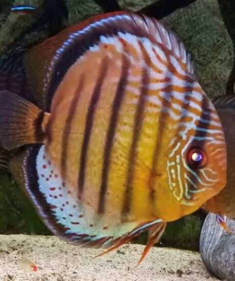 Comprar peces disco verdes
