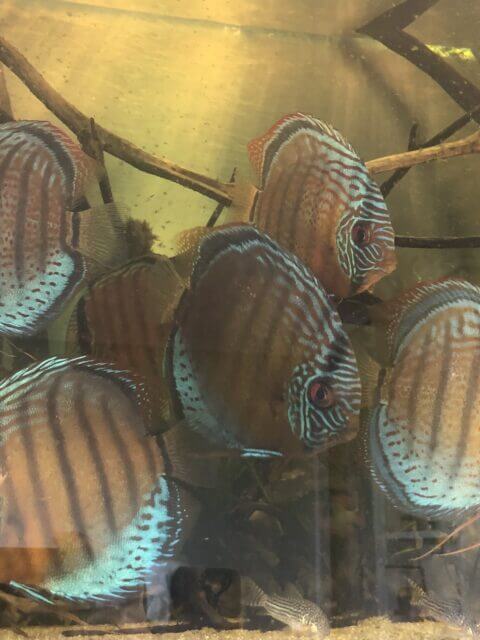 Discos en un acuario de cuarentena