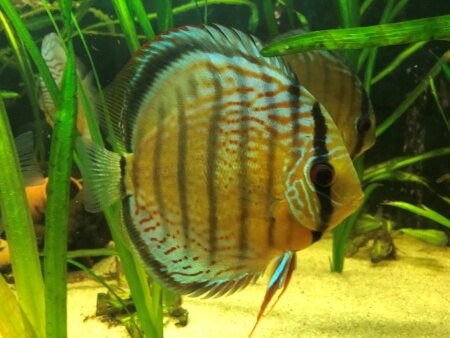 Pez disco en acuario con TAA biológico