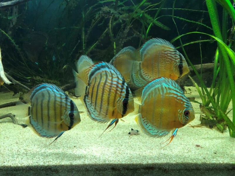 acuario de peces disco