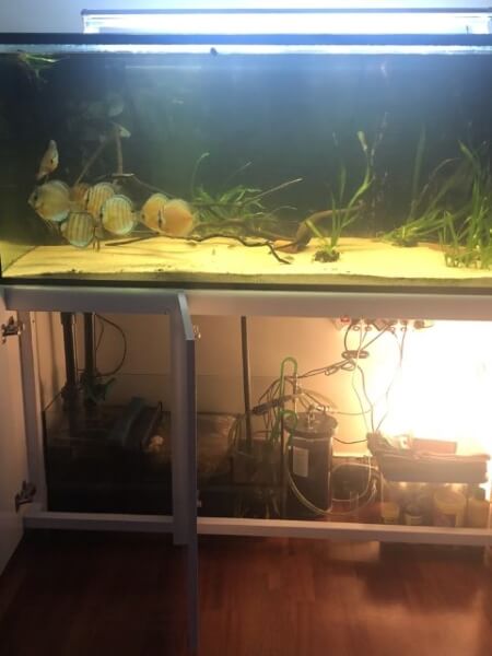 Vista general del acuario con tratamiento activo del agua