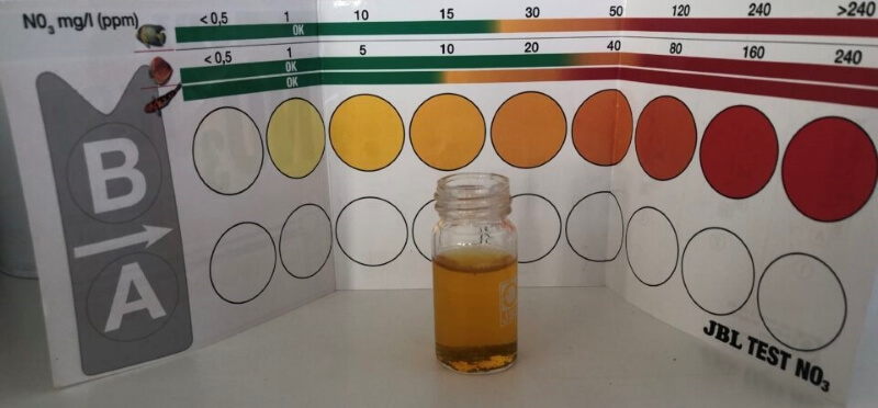 eliminar las cianobacterias-test nitrato