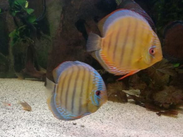 acuario de discos marrones