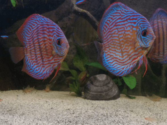 acuario de discos Royal azul
