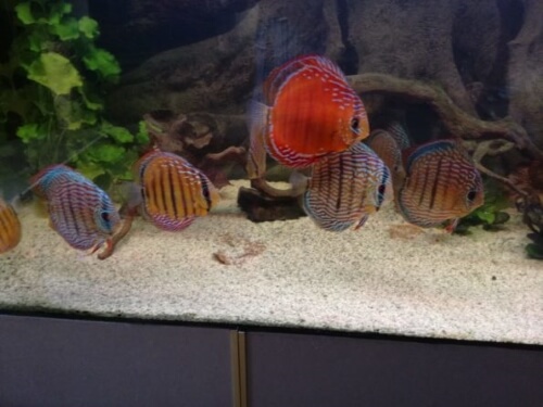 filtros UV y reproducción de peces discos