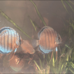 montmorillonita en el acuario de discos