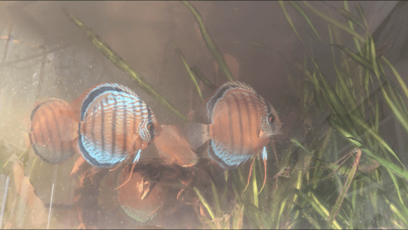 montmorillonita en el acuario de discos