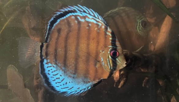 disco en acuario con montmorillonita