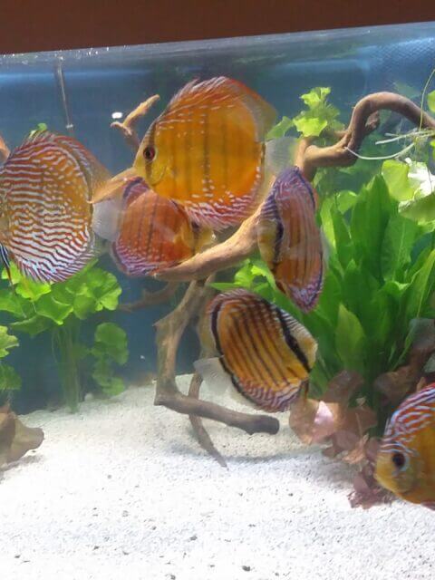 discos en acuario plantado