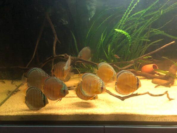 acuario de pez disco