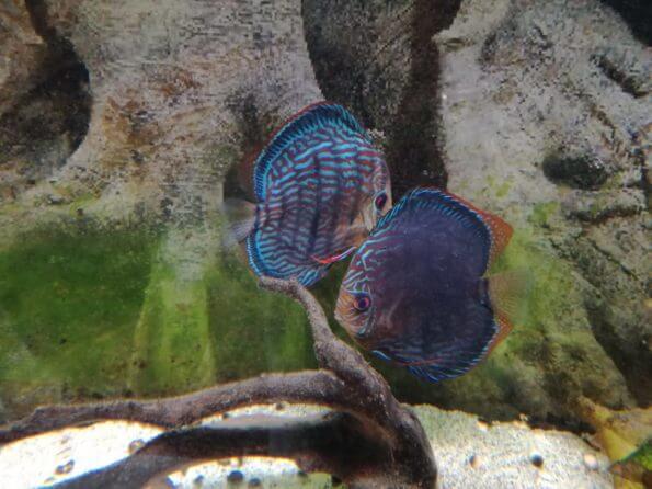 cría de peces disco salvajes por Manfred
