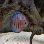 disco en acuario con tratamiento activo del agua biológico