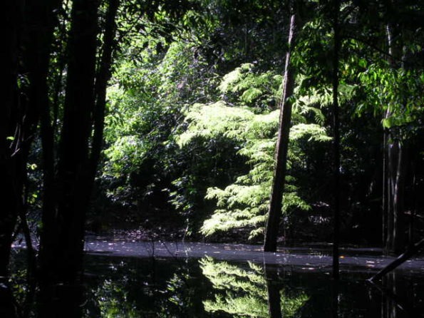el Amazonas, hábitat natural de los peces disco